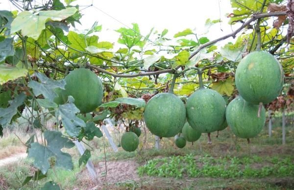 种什么药材最快又值钱?2017年种植什么药材最