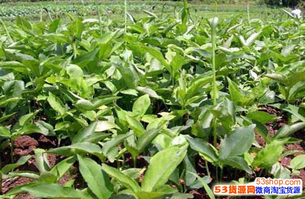 现在种植什么药材最赚钱?哪种药材利润高好种