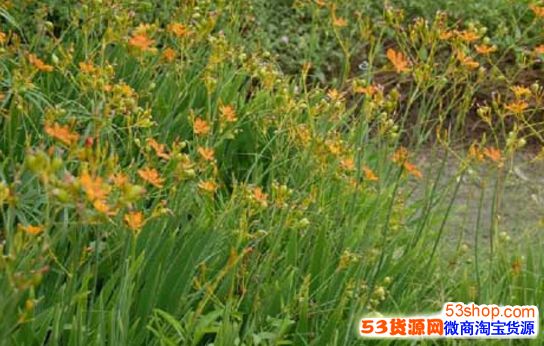 现在种植什么药材最赚钱?哪种药材利润高好种