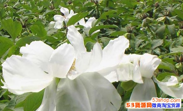 贵州种植什么最赚钱?适合贵州种植的中药材有