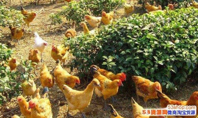 当前农村养什么最赚钱_在农村养啥赚钱_农村养什么兔子赚钱