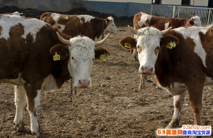 农村养殖什么不愁销路_农村最有前景养殖项目_养殖业什么最赚钱农村2015