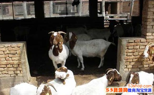 养热带鱼赚钱_养啥赚钱快_养什么好养又赚钱