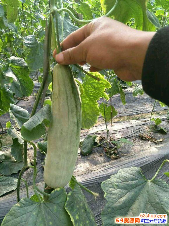 查鲜客 羊角蜜甜瓜种植基地,优质羊角蜜货源
