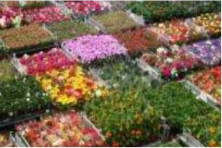 昆明斗南花卉市场是中国乃至亚洲最大花卉批发市场