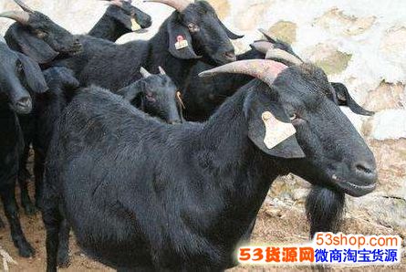 家庭室内养殖什么赚钱 家庭室内养殖什么赚钱最快
