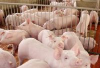 ũֳҵʲô׬ǮС2017ũ¸ֳҵ