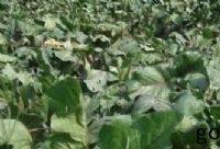 ũֲʲô׬ǮĶ10ֲƷЩ