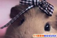 ���Ǵ���16���ƹ�����С������ʲô��