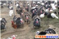 2017ũ׬Ǯ |ͳɱĻֳ