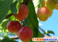 2017ũֲʲô׬Ǯ10ũֲ¸Ŀ