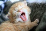 ںӸʲôϵںӵĹϵ