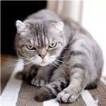 �����ܻ�����èͼƬ_�������è�������ȫ